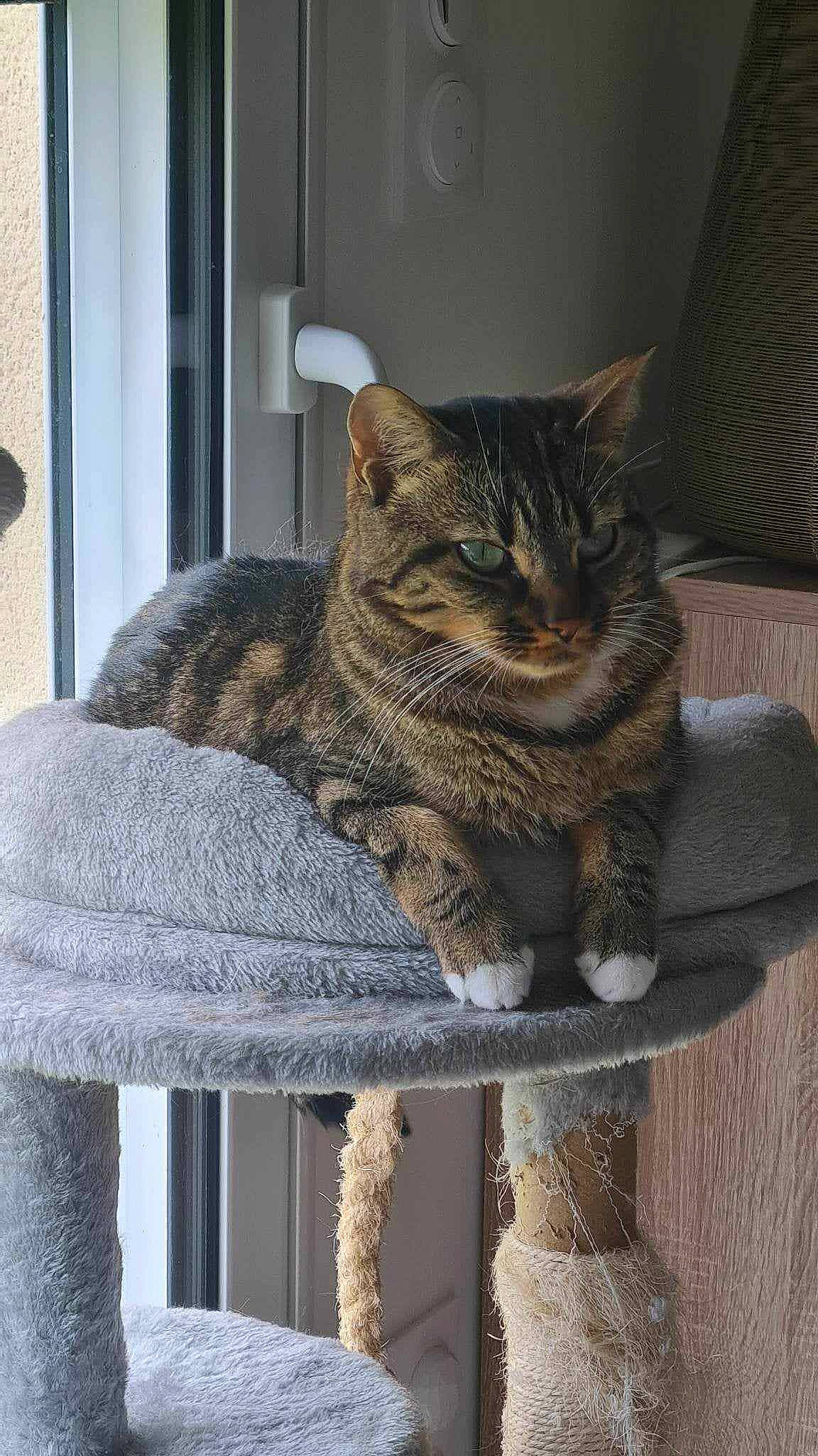 Maya participe au concours pour gagner de l'argent avec cette photo : carnivore, cat, cat_supply, domestic_short_haired_cat, door, felidae, fur, grey, sitting, small_to_medium_sized_cats, snout, tail, terrestrial_animal, whiskers, window