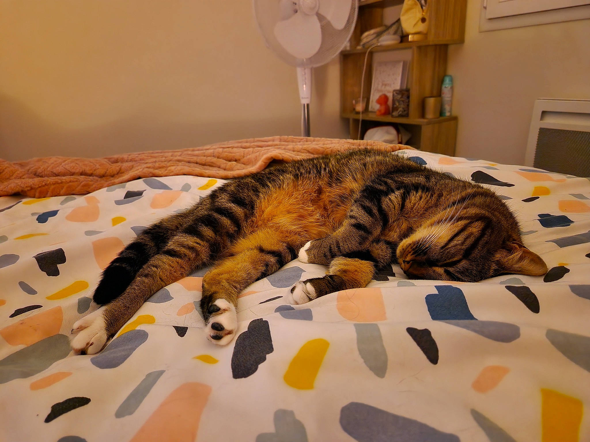 Maya participe au concours pour gagner de l'argent avec cette photo : bed, bedding, carnivore, cat, comfort, domestic_short_haired_cat, duvet, felidae, flooring, fur, linens, mechanical_fan, pattern, room, small_to_medium_sized_cats, snout, tail, terrestrial_animal, whiskers, wood