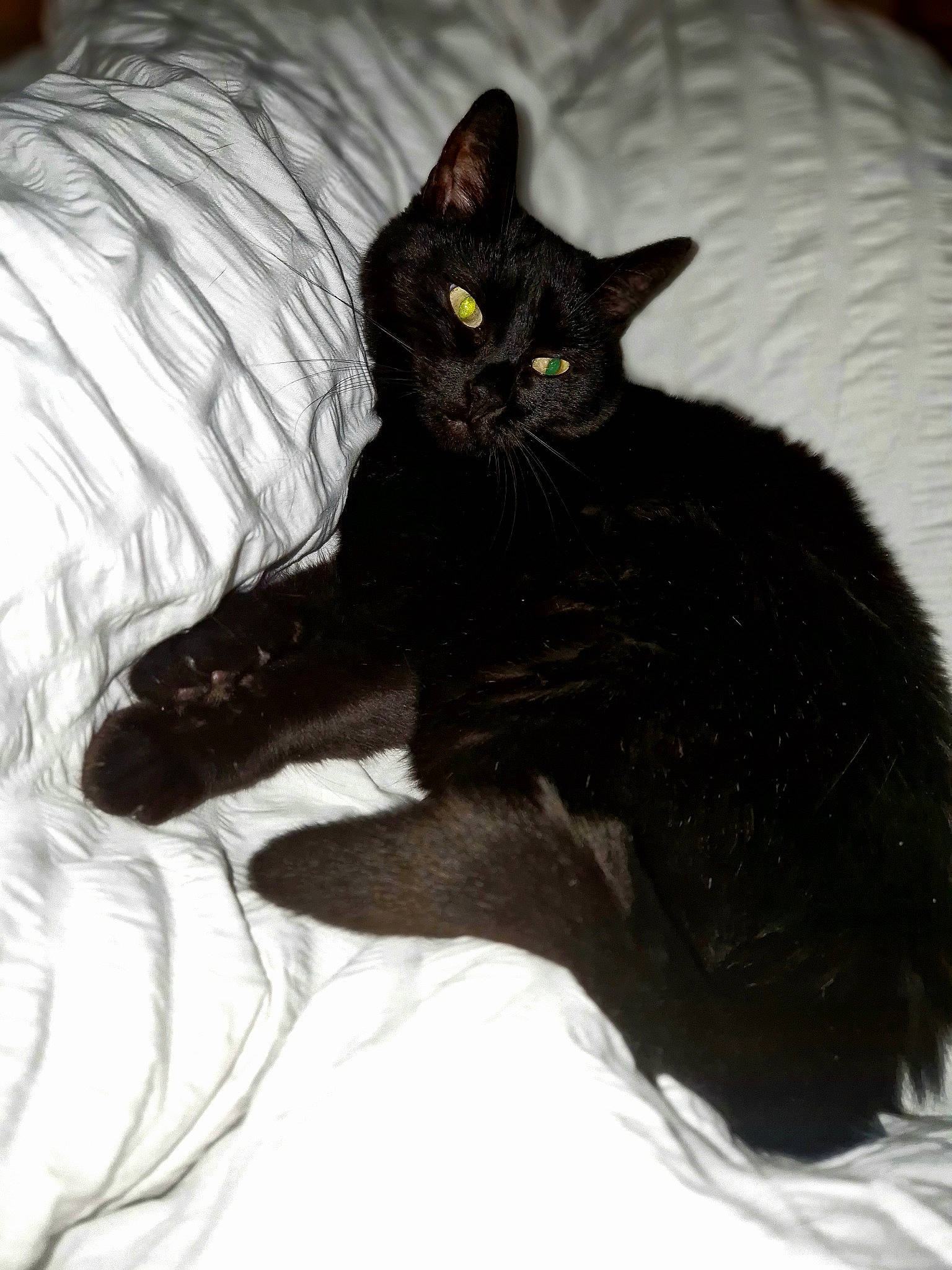 Katou a rejoint le concours — aidez-le/la à gagner de superbes lots ! black_cat, bombay, carnivore, cat, cat_supply, claw, comfort, domestic_short_haired_cat, duvet, felidae, fur, havana_brown, paw, sitting, small_to_medium_sized_cats, snout, tail, terrestrial_animal, whiskers