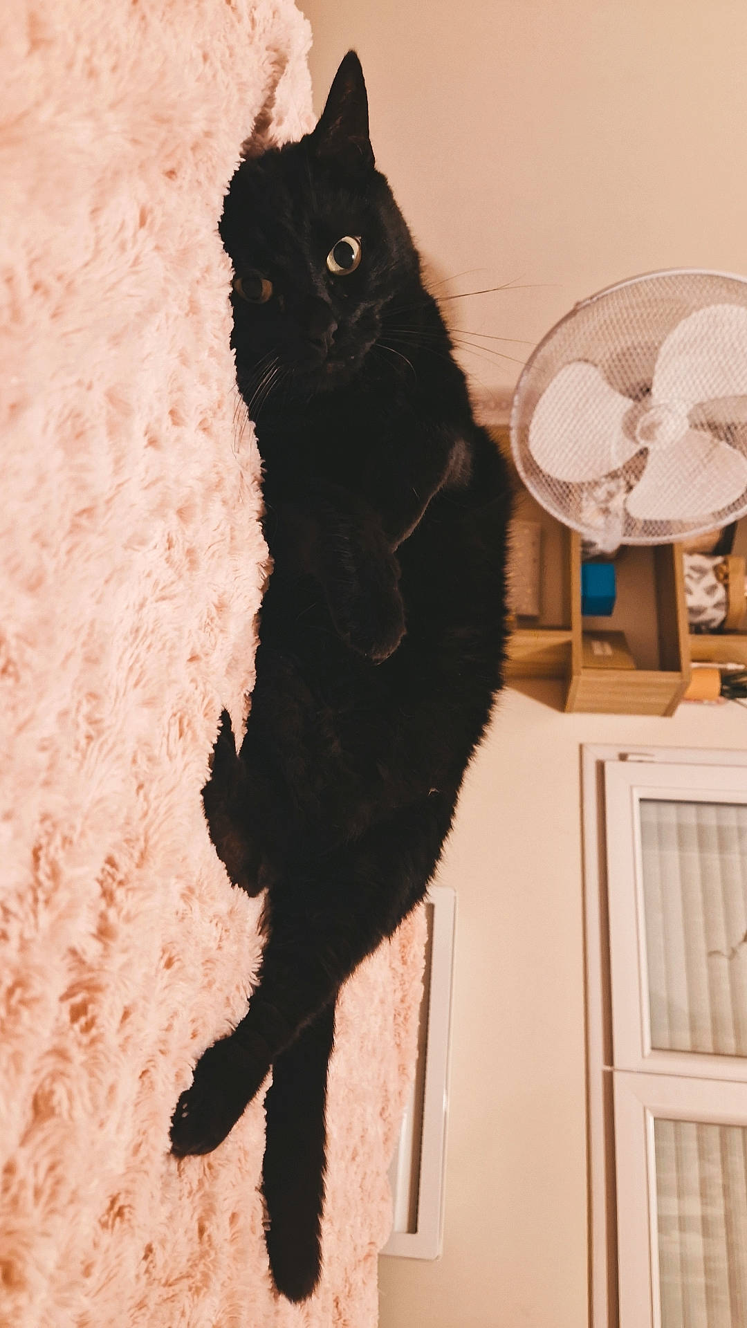 Katou participe au concours pour gagner de l'argent avec cette photo : black_cat, bombay, brown, carnivore, cat, claw, domestic_short_haired_cat, door, fashion_accessory, felidae, fur, home_accessories, room, shadow, small_to_medium_sized_cats, snout, tail, terrestrial_animal, tints_and_shades, whiskers