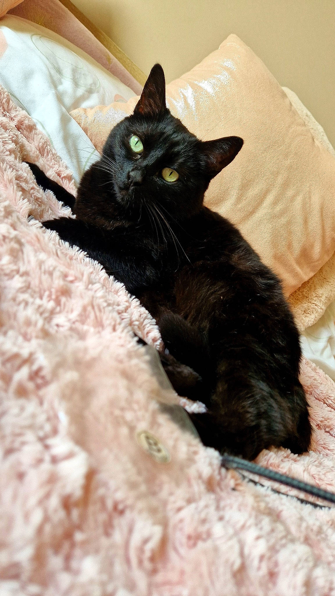 Katou participe au concours pour gagner de l'argent avec cette photo : black_cat, bombay, carnivore, cat, cat_supply, claw, comfort, domestic_short_haired_cat, eye, felidae, fur, havana_brown, paw, small_to_medium_sized_cats, snout, tail, terrestrial_animal, whiskers