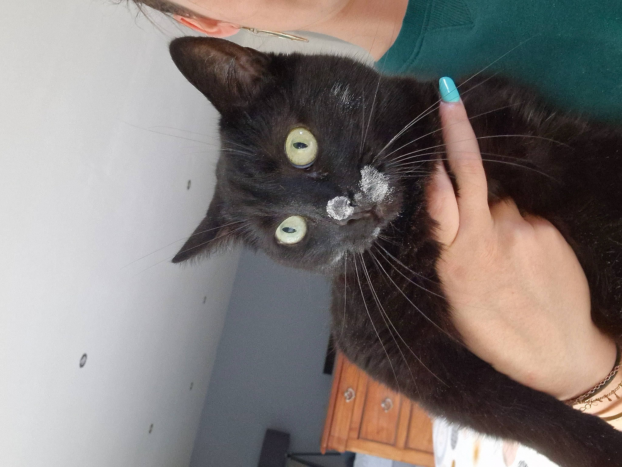 Katou a rejoint le concours — aidez-le/la à gagner de superbes lots ! carnivore, cat, claw, domestic_short_haired_cat, ear, eyelash, fashion_accessory, felidae, fur, gesture, nail, plant, small_to_medium_sized_cats, snout, tail, thumb, whiskers, wrist