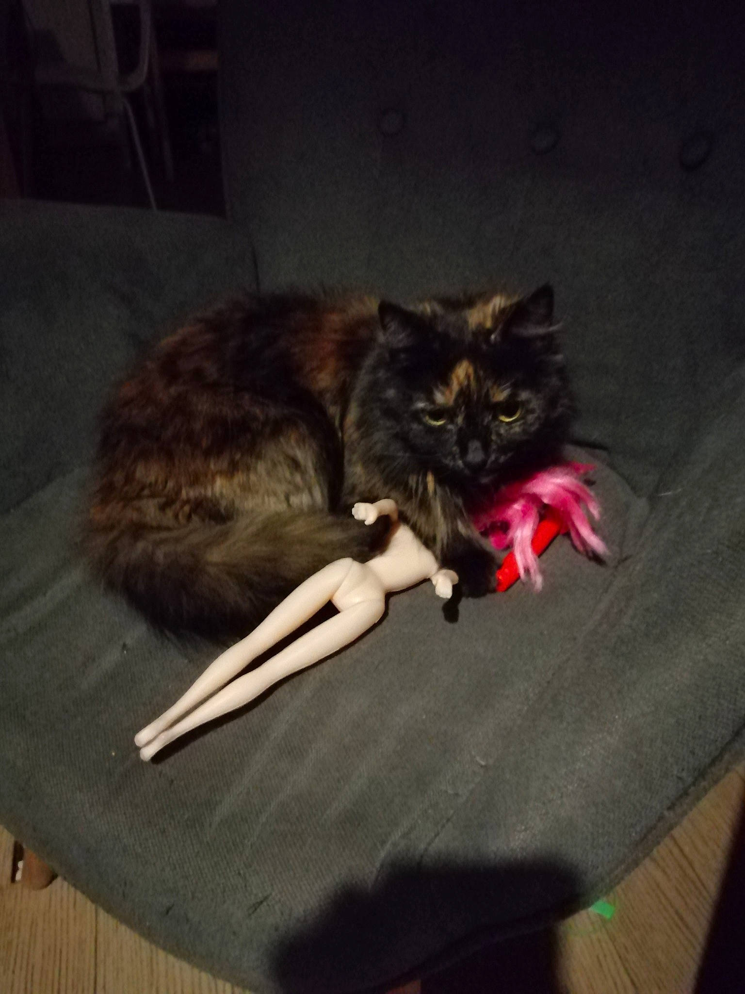 Chloé a rejoint le concours — aidez-le/la à gagner de superbes lots ! bag, carnivore, cat, claw, comfort, darkness, domestic_short_haired_cat, felidae, flooring, fur, hardwood, lap, paw, plant, room, sitting, small_to_medium_sized_cats, tail, whiskers, wood