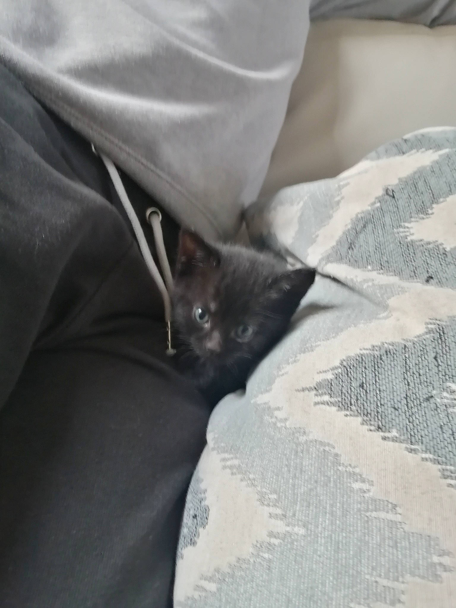 Zelda a rejoint le concours — aidez-le/la à gagner de superbes lots ! bed, bed_sheet, bedding, black_cat, carnivore, cat, comfort, domestic_short_haired_cat, felidae, fur, grey, human_leg, linens, monochrome_photography, nap, sleep, small_to_medium_sized_cats, tail, tints_and_shades, whiskers