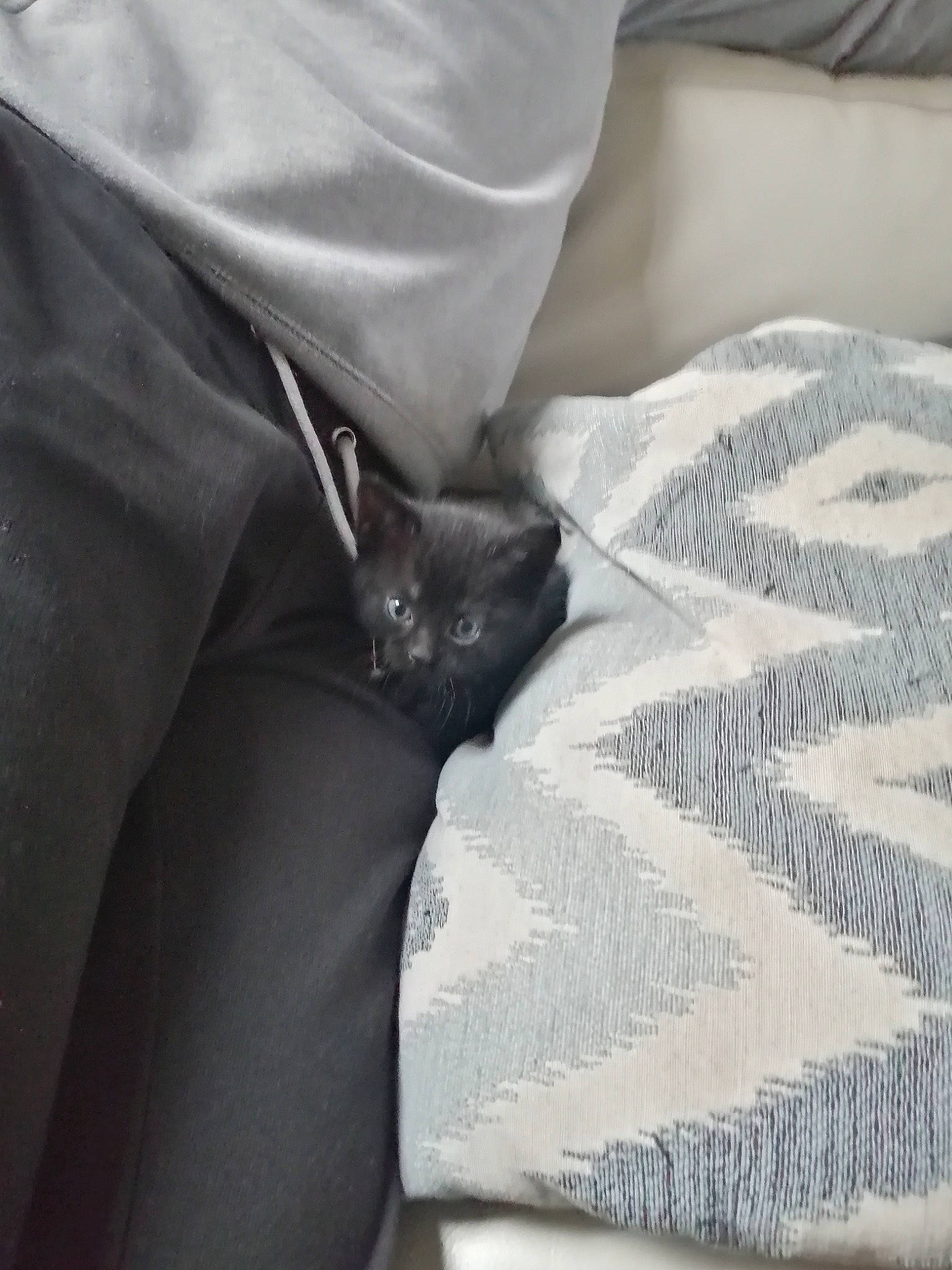 Zelda participe au concours pour gagner de l'argent avec cette photo : bed, bed_sheet, bedding, bedroom, black_cat, carnivore, cat, comfort, couch, felidae, fur, grey, human_leg, linens, pattern, sleeve, small_to_medium_sized_cats, textile, tints_and_shades, whiskers