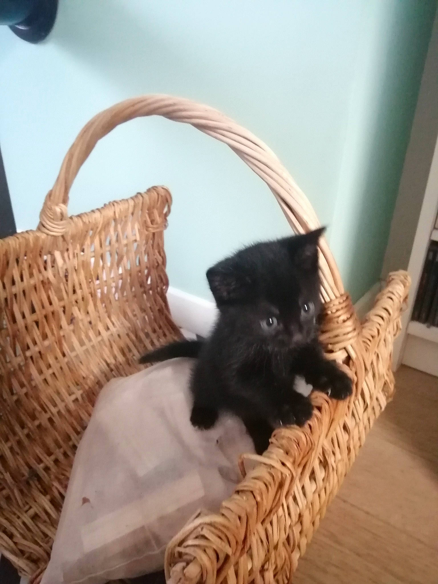 Zelda a rejoint le concours — aidez-le/la à gagner de superbes lots ! bag, basket, black_cat, bombay, carnivore, cat, cat_supply, chair, comfort, domestic_short_haired_cat, fawn, felidae, fur, hardwood, small_to_medium_sized_cats, snout, tail, whiskers, wicker, wood