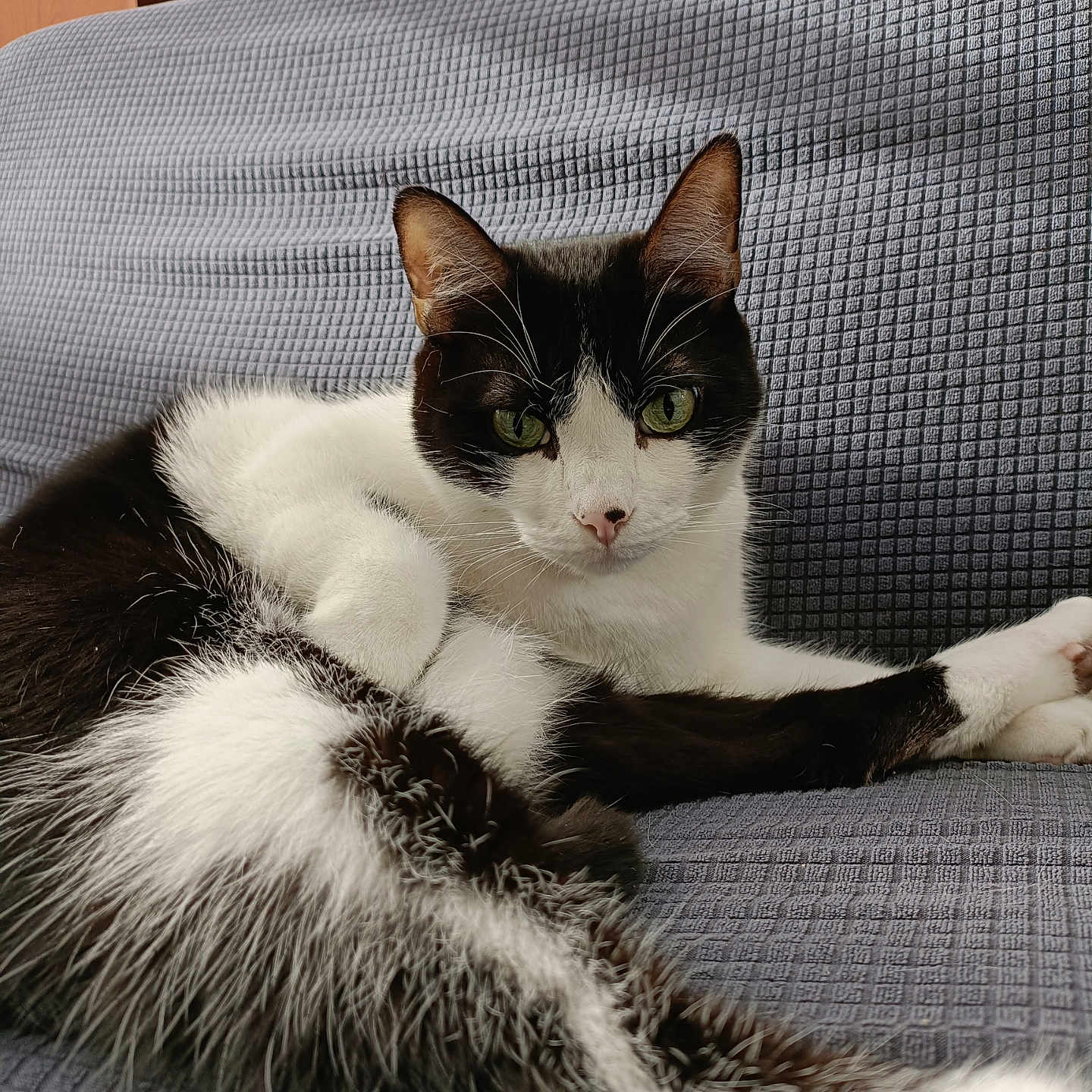 Kyo