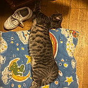 Vitesse participe au concours pour gagner de l'argent avec cette photo : cat, tabby, blanket, cartoon, stars, moon, clouds, wooden_floor, shoe, sneaker, furniture, sleeping, pet, indoor, striped, relaxed, animal, cozy, resting, home