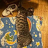cat, tabby, blanket, cartoon, stars, moon, clouds, wooden_floor, shoe, sneaker, furniture, sleeping, pet, indoor, striped, relaxed, animal, cozy, resting, home