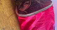 Vitesse a rejoint le concours — aidez-le/la à gagner de superbes lots ! black_spots, cat, computer_tower, cozy, cute, domestic_animal, feline, fur, household, indoor, nap, pet, pink, relaxing, resting, sleeping, striped_cat, tunnel_toy, white, wooden_floor