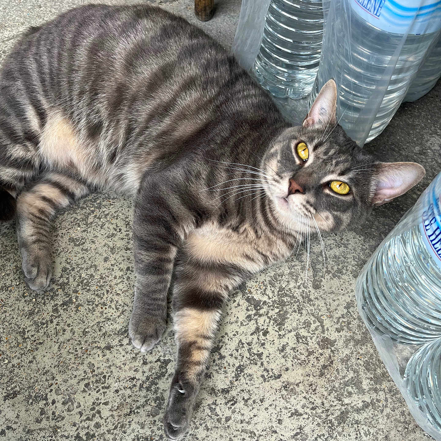 Vitesse a rejoint le concours — aidez-le/la à gagner de superbes lots ! cat, tabby, yellow_eyes, water_bottles, plastic_packaging, concrete_floor, relaxed, pet, animal, whiskers, ears, fur, striped, laying_down, indoor, curious, close_up, daylight, hydration, container