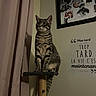 Vitesse a rejoint le concours — aidez-le/la à gagner de superbes lots ! cat, tabby_cat, scratching_post, indoor, curtain, wall, picture_frame, collage, quote, text, furniture, pet, domestic_animal, animal, sitting, feline, shadow, soft_lighting, home, decor