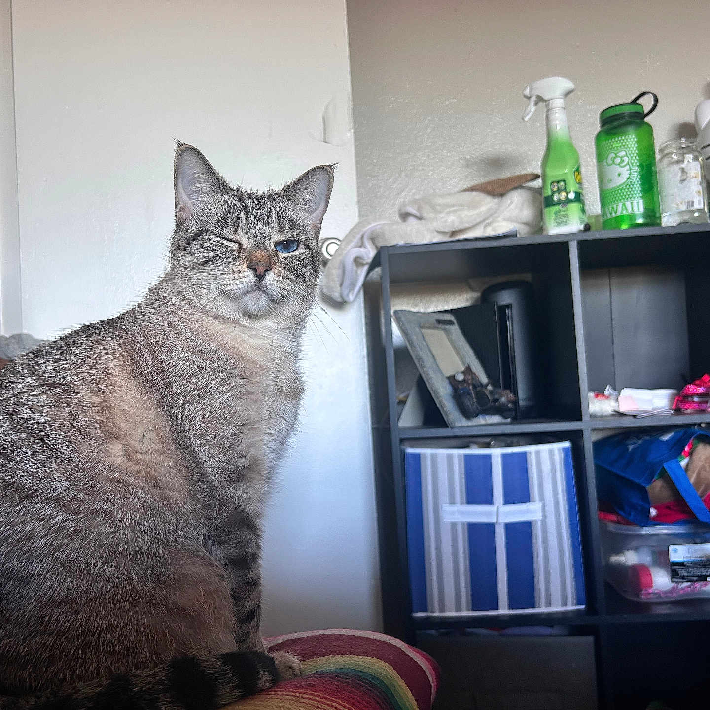 Pompokko is registered to the contest to win money with this photo: blue_eye, bottles, box, cat, clutter, cushion, door, ears, feline, fur, home, indoor, pet, portrait, shelf, sitting, storage_cube, tabby_cat, whiskers, winking