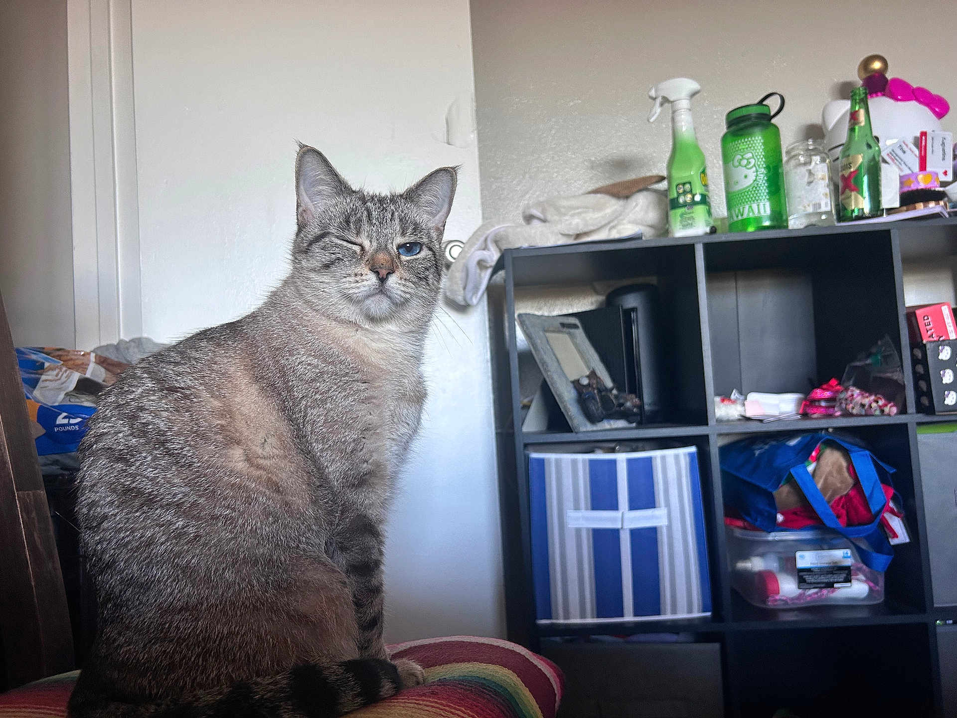 Pompokko is registered to the contest to win money with this photo: blue_eye, bottles, box, cat, clutter, cushion, door, ears, feline, fur, home, indoor, pet, portrait, shelf, sitting, storage_cube, tabby_cat, whiskers, winking