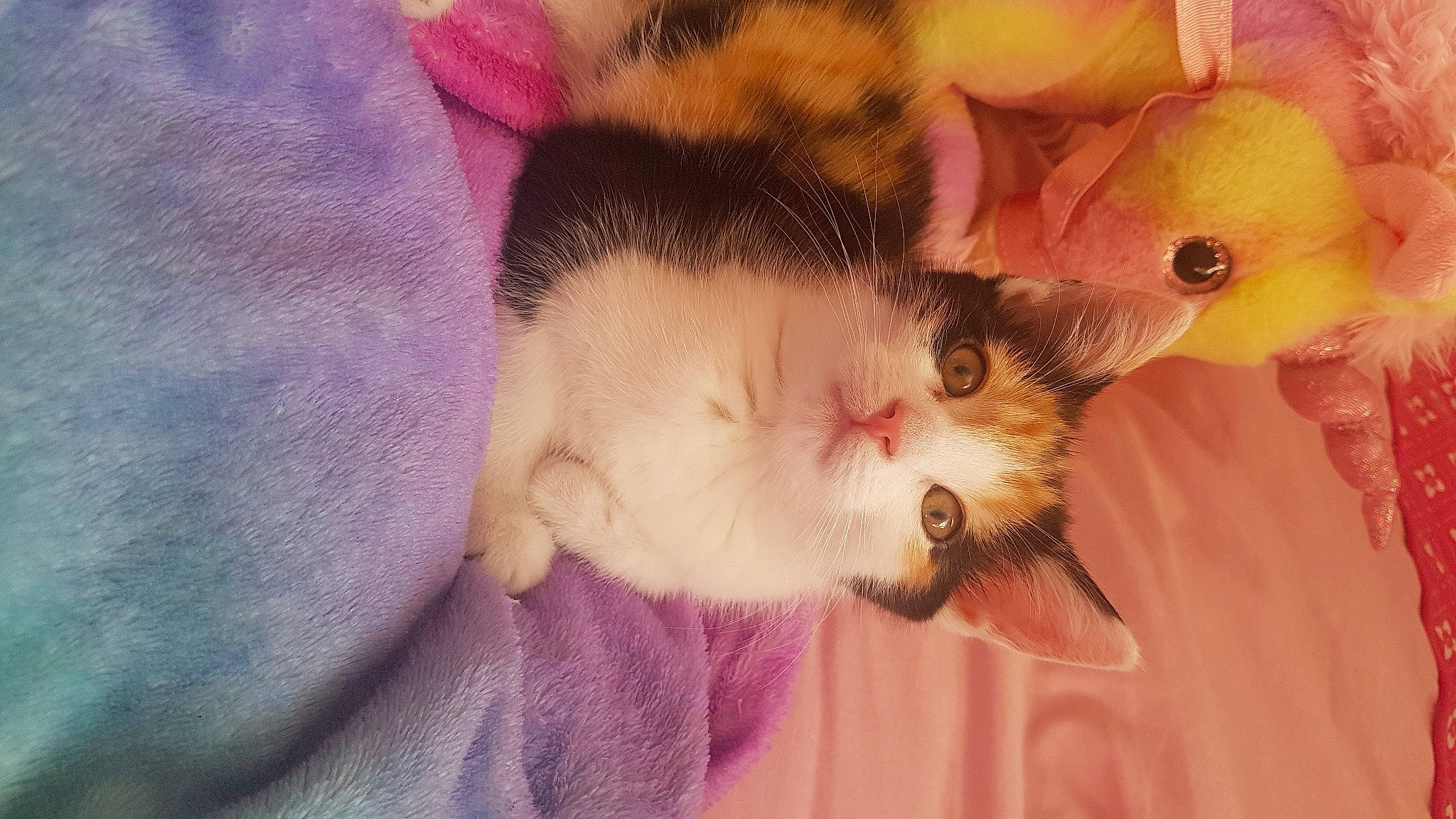 Minnie is registered to the contest to win money with this photo: carnivore, cat, claw, comfort, domestic_short_haired_cat, fawn, felidae, fur, magenta, paw, petal, pink, plant, small_to_medium_sized_cats, snout, tail, whiskers