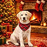 bandana, celebration, christmas_tree, cozy, dog, festive, fireplace, floor, gift_boxes, holiday_decor, indoor, labrador, lights, ornaments, presents, puppy, red_rug, stockings, teddy_bear, warm_lighting