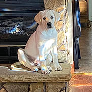 Nate is registered to the contest to win money with this photo: animal, calm, companion, cozy, cute, dog, fireplace, fur, hearth, home, indoor, labrador, light, pet, puppy, reflection, sitting, stone, wood_floor, young