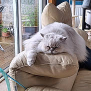 Loukoum participe au concours pour gagner de l'argent avec cette photo : armrest, blue_wall, cat, chair, couch, cozy, exercise_bike, fluffy, furniture, garden, glass_door, indoor, leather, pet, plant_pot, rain, relaxing, white_cat, window, wood_floor