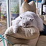 armrest, blue_wall, cat, chair, couch, cozy, exercise_bike, fluffy, furniture, garden, glass_door, indoor, leather, pet, plant_pot, rain, relaxing, white_cat, window, wood_floor