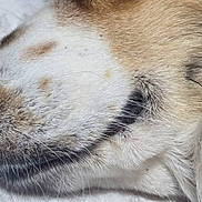 Chloe is registered to the contest to win money with this photo: animal, bed, black, brown, calm, close_up, dog, face, fur, indoor, muzzle, peaceful, pet, resting, sleeping, snout, soft, texture, whiskers, white