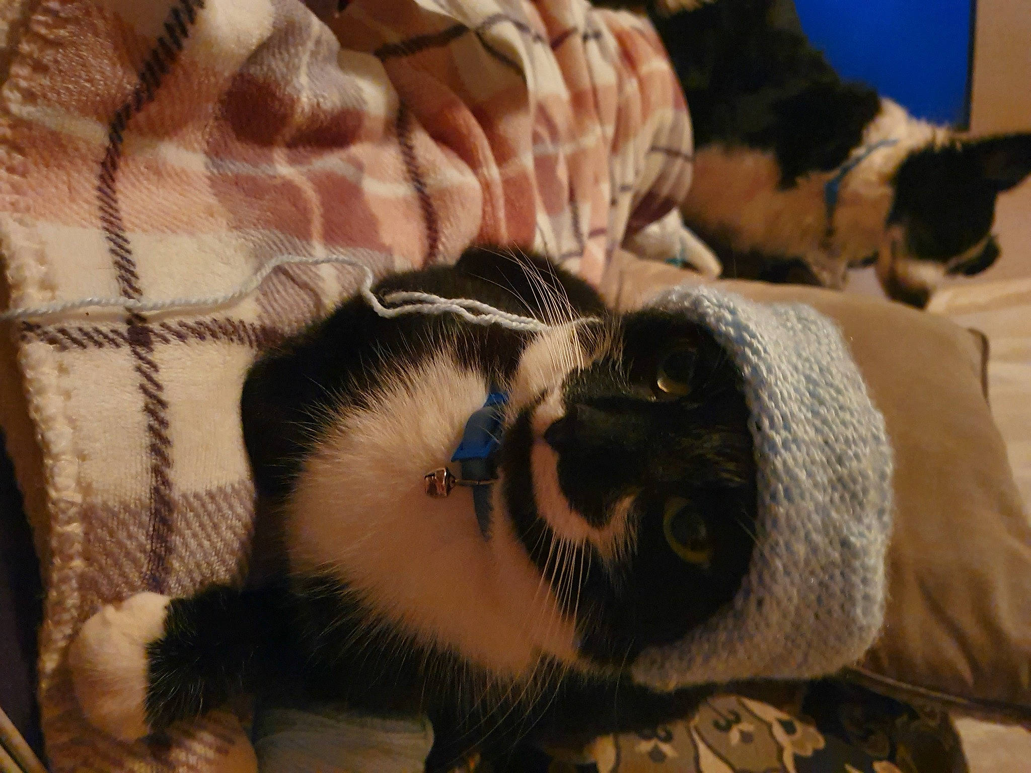 Biggles is registered to the contest to win money with this photo: canidae, carnivore, cat, felidae, fur, whiskers