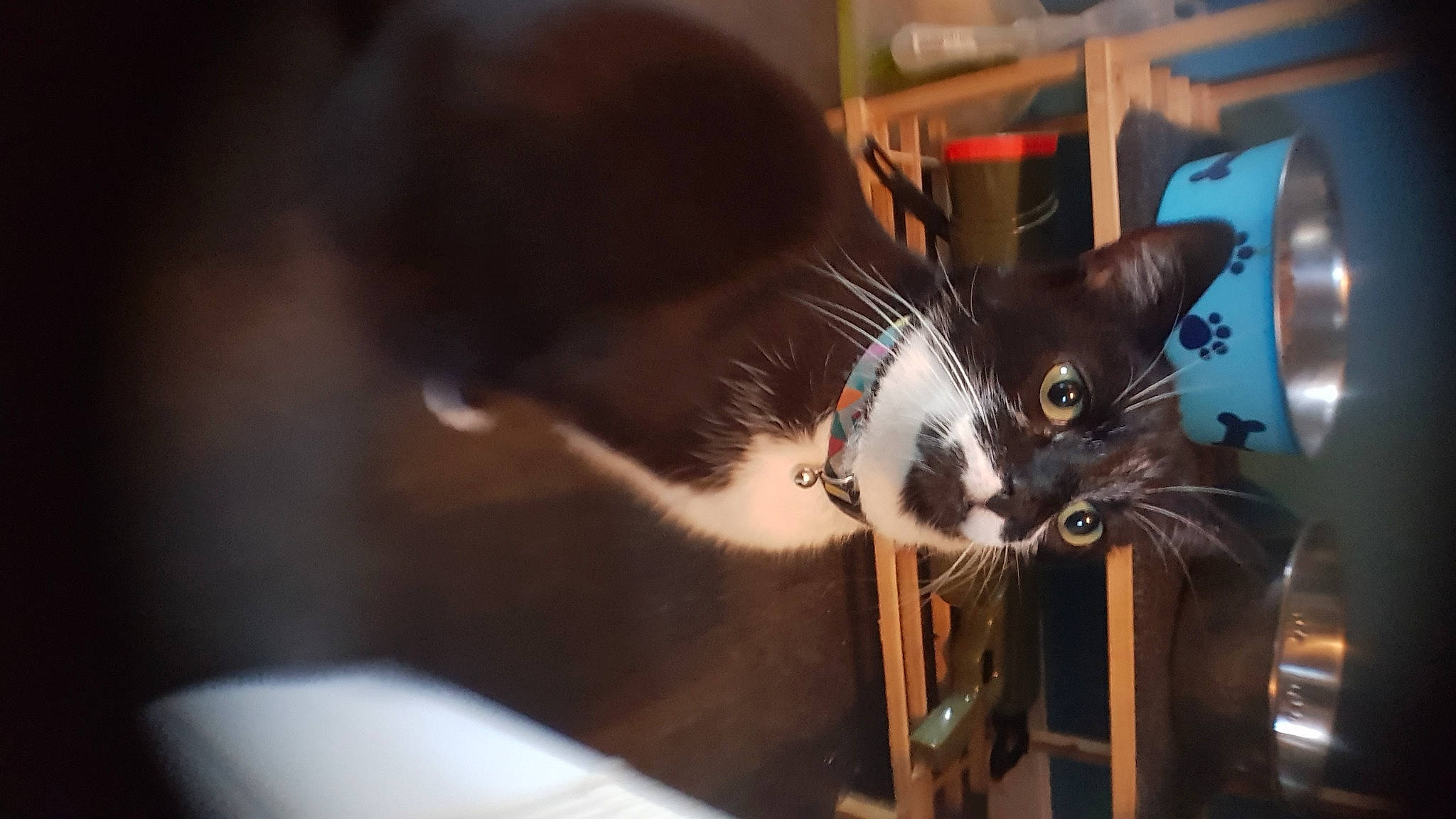 Biggles joined the competition — help win amazing prizes! carnivore, cat, domestic_short_haired_cat, ear, felidae, fur, small_to_medium_sized_cats, snout, tail, whiskers, window