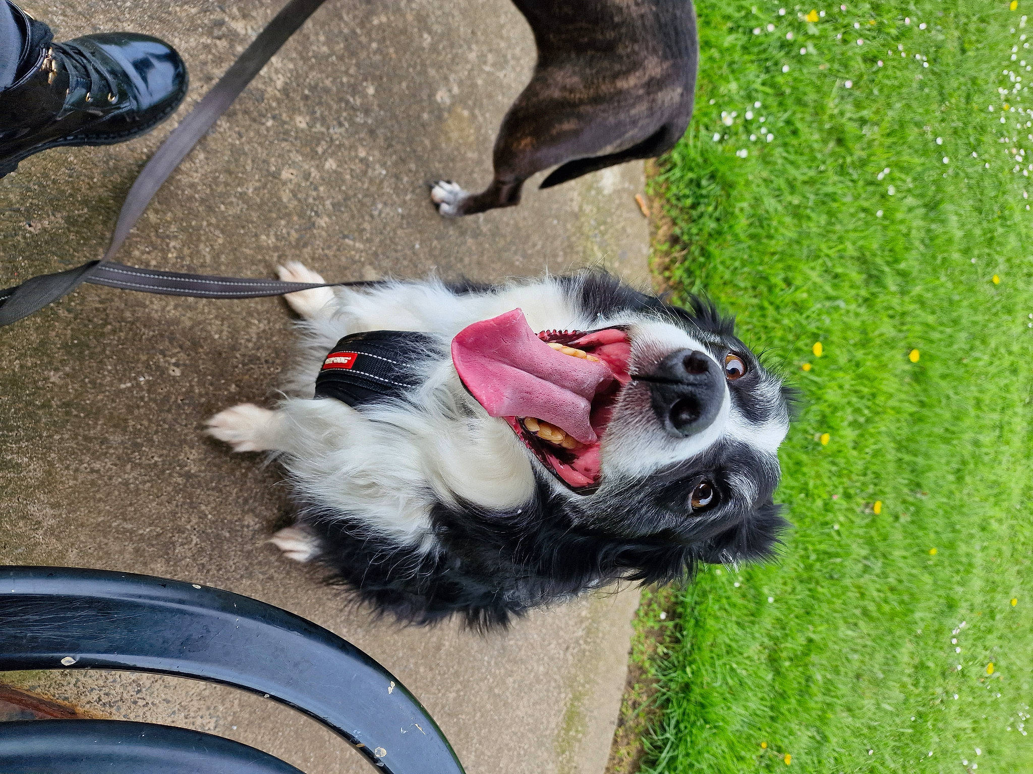 Frankie joined the competition — help win amazing prizes! canidae, carnivore, claw, collar, companion_dog, dog, dog_breed, foot, fur, grass, leash, paw, pet_supply, shoe, sneakers, snout, sporting_group, tail, vehicle, working_animal