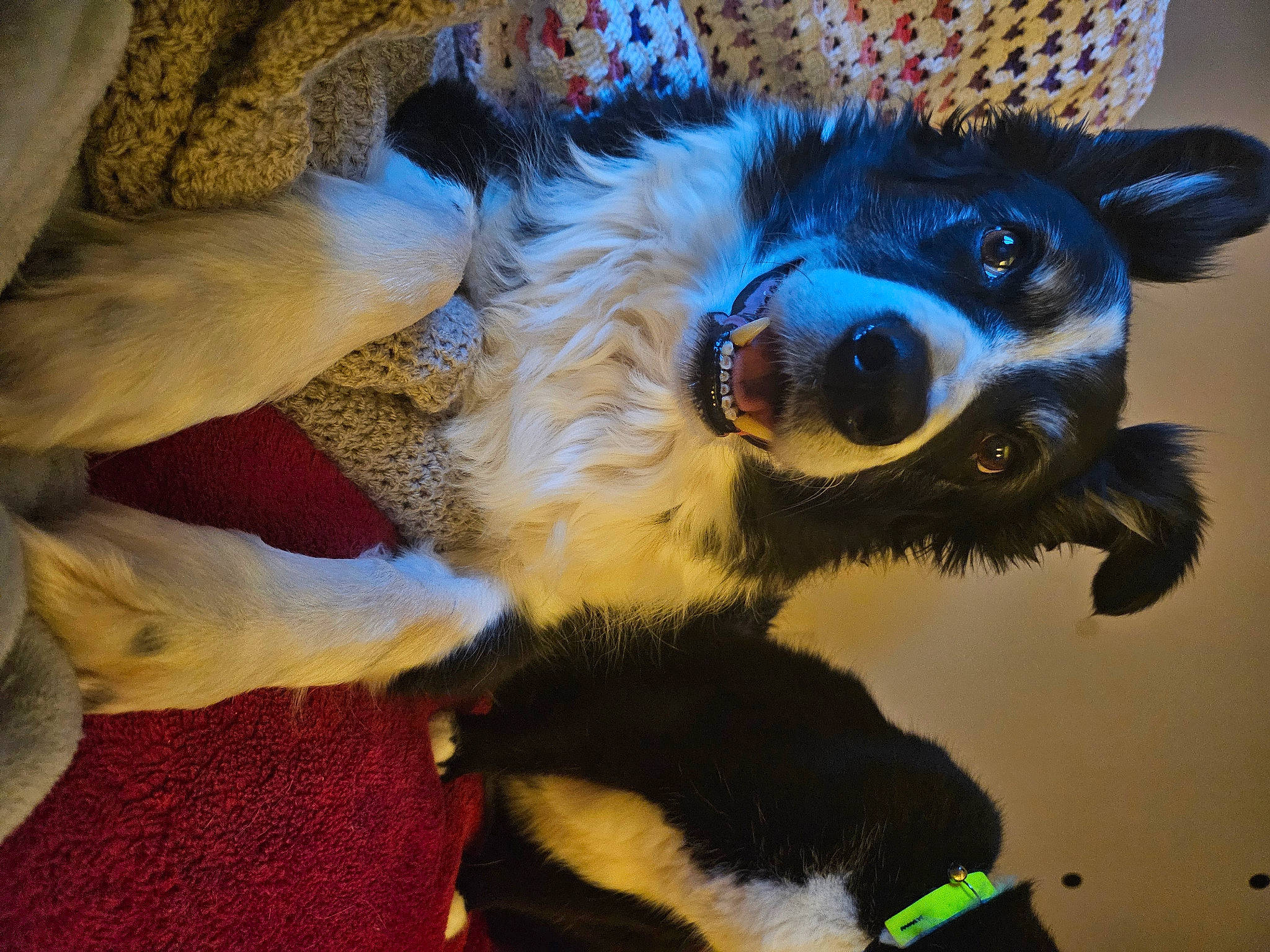 Frankie is registered to the contest to win money with this photo: carnivore, companion_dog, dog, dog_breed, dog_clothes, dog_supply, electric_blue, eyewear, fawn, felidae, fictional_character, fur, paw, sporting_group, stuffed_toy, sunglasses, tail, toy_dog, whiskers, working_animal