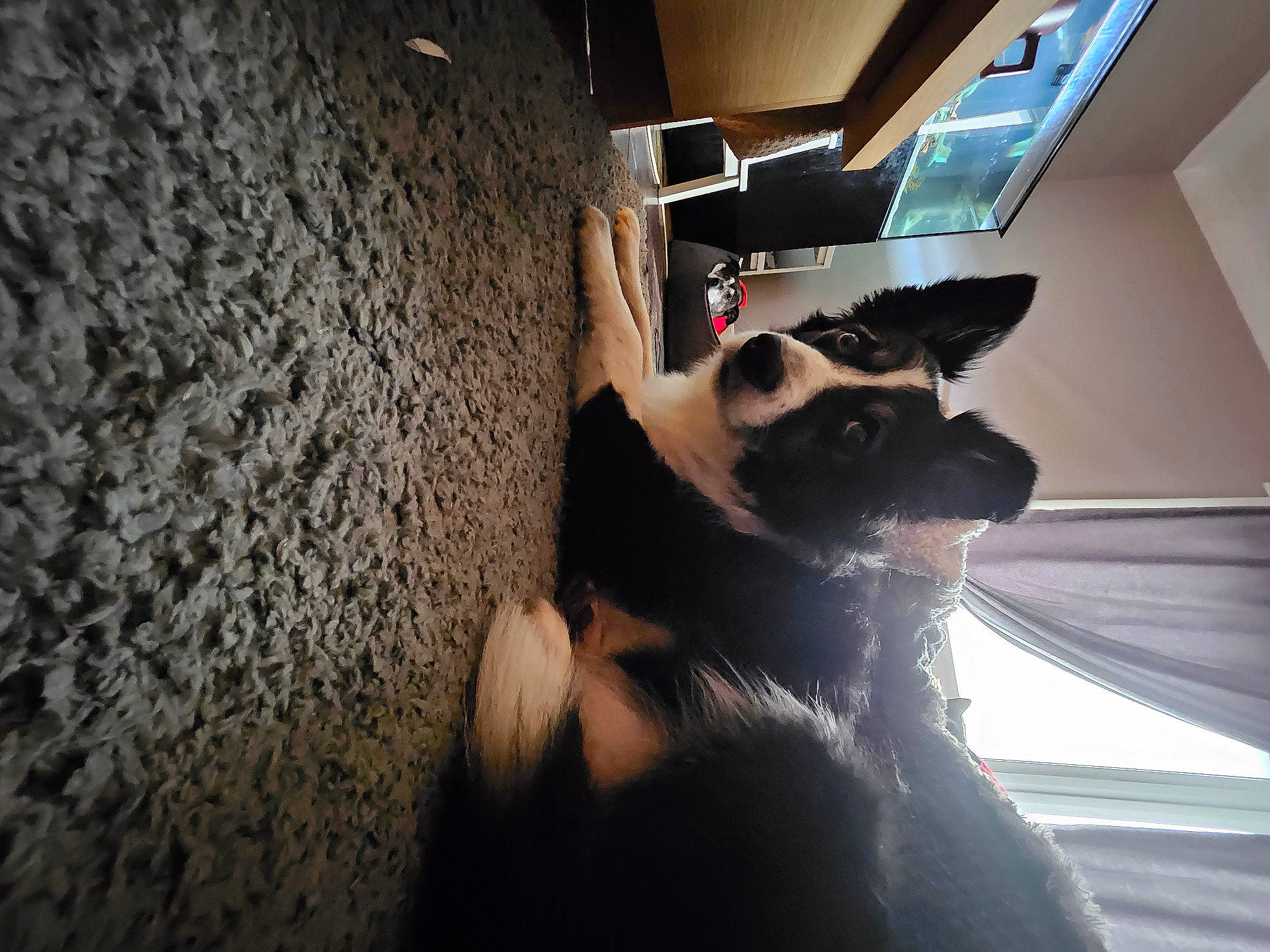 Frankie is registered to the contest to win money with this photo: automotive_exterior, carnivore, comfort, companion_dog, dog, dog_breed, door, elbow, fawn, felidae, flash_photography, fur, human_leg, shadow, stairs, tints_and_shades, vehicle_door, whiskers, window, wood