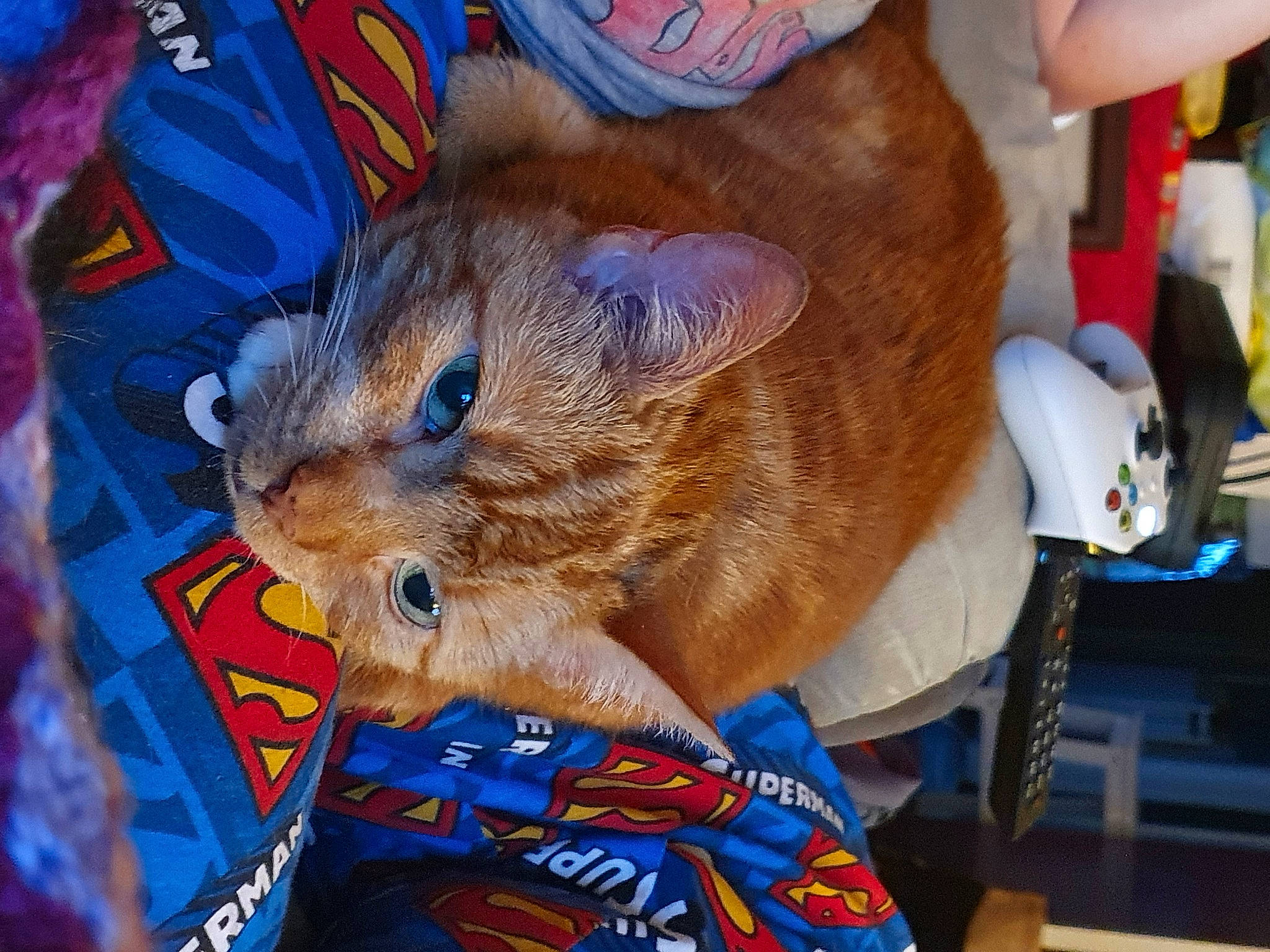 Jaffa joined the competition — help win amazing prizes! carnivore, cat, degu, fawn, felidae, muridae, rodent, whiskers