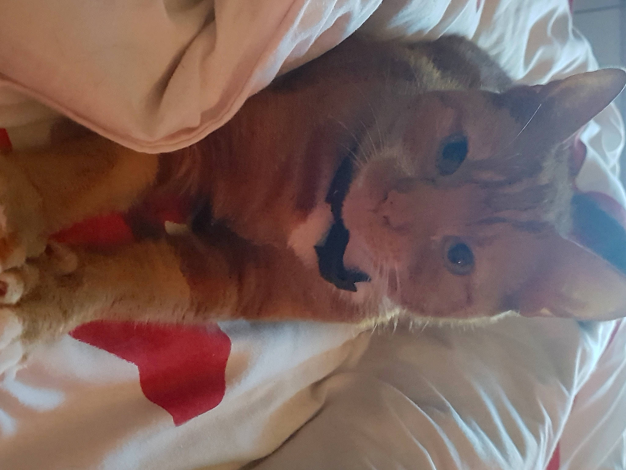 Jaffa is registered to the contest to win money with this photo: carnivore, cat, claw, comfort, domestic_short_haired_cat, fawn, felidae, fur, linens, paw, small_to_medium_sized_cats, snout, tail, whiskers