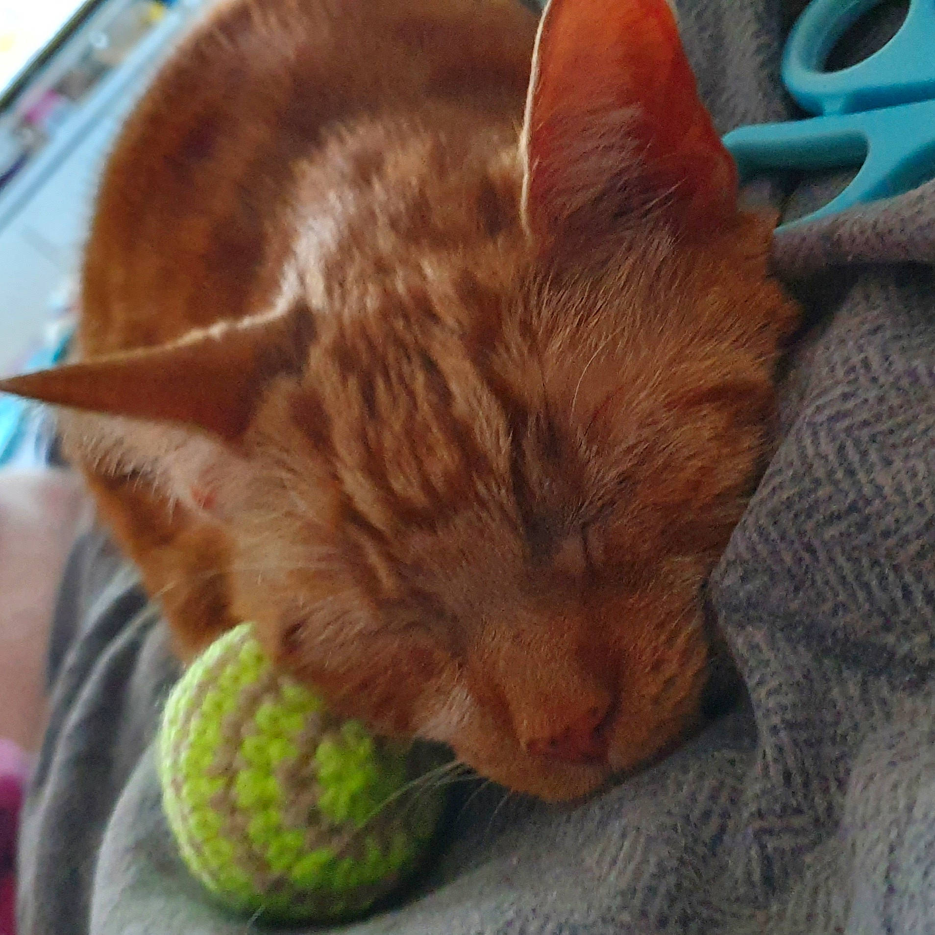 Jaffa joined the competition — help win amazing prizes! ball, cat, cat_bed, cat_supply, claw, comfort, domestic_short_haired_cat, felidae, fur, paw, small_to_medium_sized_cats, sports_equipment, tennis_ball, thread, whiskers, wool