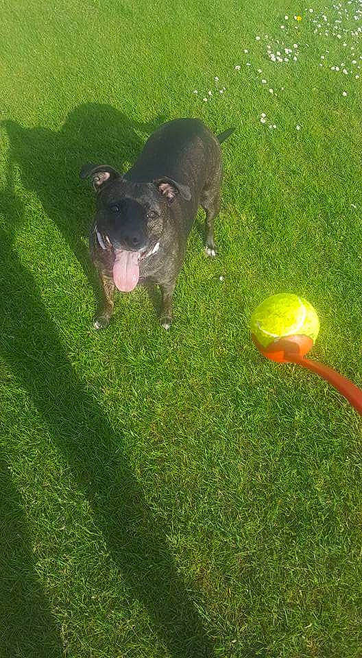 Myka joined the competition — help win amazing prizes! ball, brussels_sprout, canidae, carnivore, companion_dog, dog_breed, garden, grass, grassland, groundcover, lawn, pasture, sporting_group, sports_toy, tail, tennis_ball, terrestrial_animal, toy, wildlife, working_animal