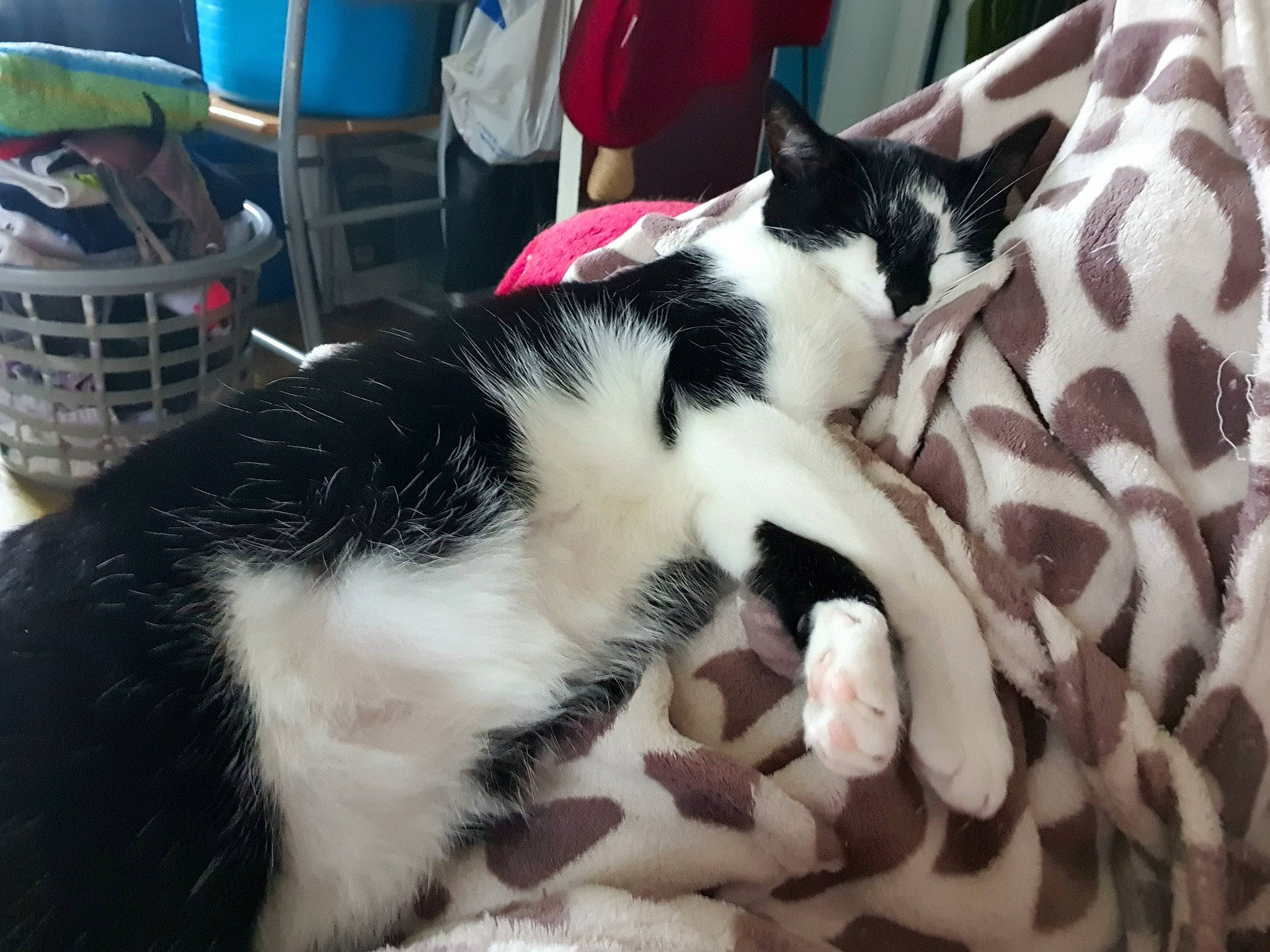 Loona is registered to the contest to win money with this photo: aegean_cat, american_wirehair, asian, black_and_white, carnivore, cat, domestic_short_haired_cat, european_shorthair, felidae, fur, kitten, mammal, polydactyl_cat, small_to_medium_sized_cats, snapshot, tail, whiskers