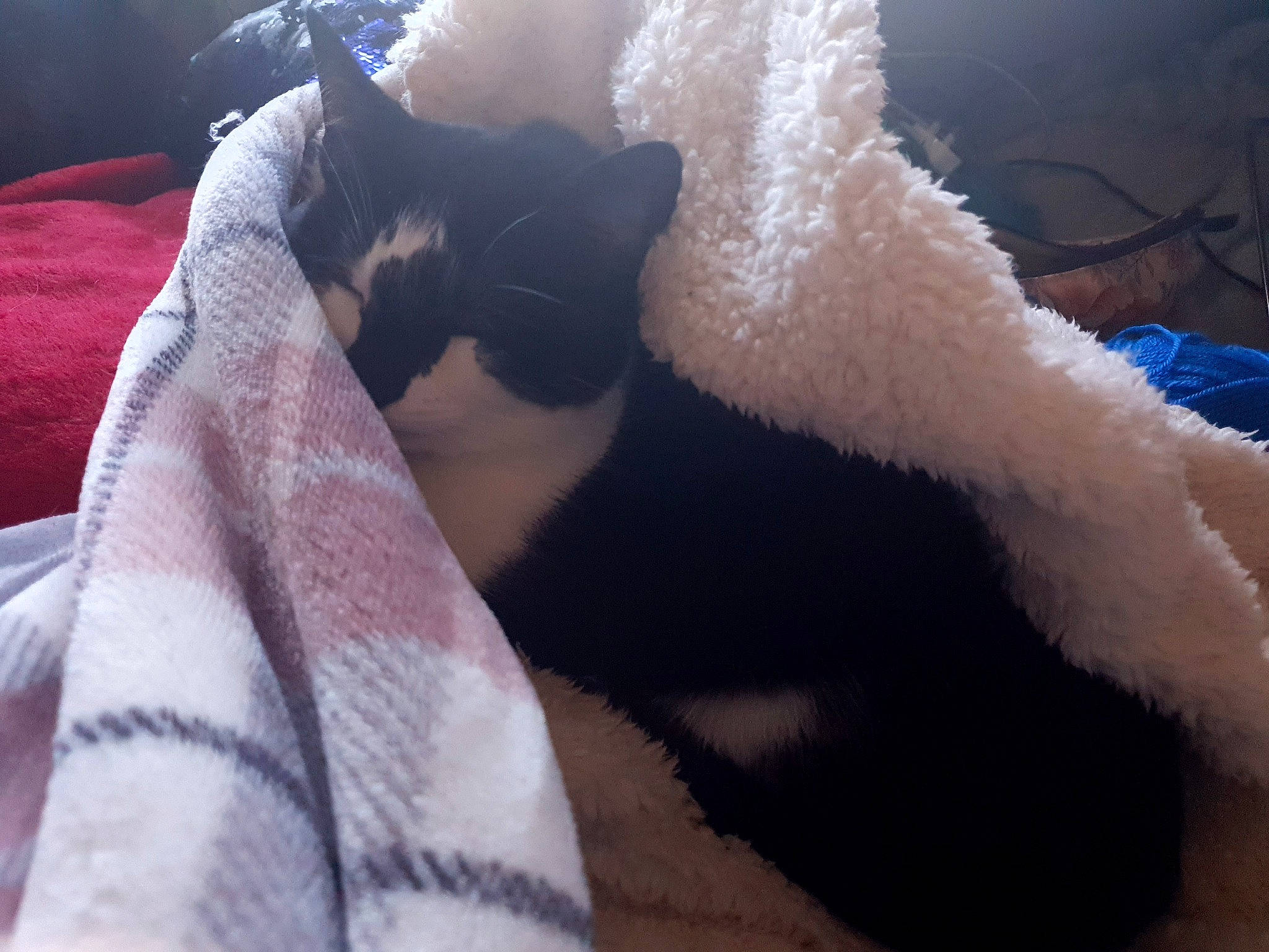 Loona is registered to the contest to win money with this photo: black_cat, carnivore, cat, cloud, ear, felidae, fur, kitten, lap, leg, linens, nap, paw, polydactyl_cat, sky, small_to_medium_sized_cats, tail, textile, whiskers