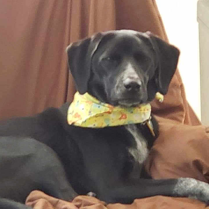 Ruby is registered to the contest to win money with this photo: animal, bandana, black_dog, brown_couch, canine, companion, couch, dog, domestic_animal, fur, furniture, household, indoor, looking_at_camera, lying_down, pet, relaxed, resting, white_markings, yellow_bandana