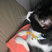 Lulusia is registered to the contest to win money with this photo: cat, black_and_white, collar, bell, whiskers, paw, orange_fabric, resting, indoor, pet, feline, cute, closeup, fur, domestic_animal, sleeping, animal_collar, relaxed, side_view, soft
