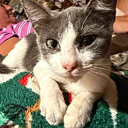 Nugget joined the competition — help win amazing prizes! animal, blanket, cat, close_up, colorful_background, cozy, ears, eyes, face, feline, gray_and_white, home, indoor, kitten, paws, pet, pink_nose, portrait, sitting, whiskers