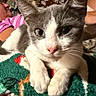 animal, blanket, cat, close_up, colorful_background, cozy, ears, eyes, face, feline, gray_and_white, home, indoor, kitten, paws, pet, pink_nose, portrait, sitting, whiskers