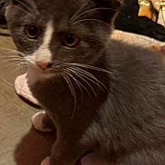 Socks is registered to the contest to win money with this photo: animal, cat, close_up, cute, domestic_cat, ears, eyes, feline, floor, fur, gray_cat, indoor, kitten, nose, pet, sitting, small, whiskers, white_paws, young_cat