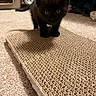 Trax joined the competition — help win amazing prizes! black_kitten, cat, kitten, scratching_pad, carpet, indoor, pet, young_animal, curious, feline, small, cute, animal, fur, whiskers, ears, tail, close_up, floor, home