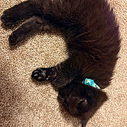 Trax joined the competition — help win amazing prizes! cat, black_cat, sleeping, curled_up, pet, feline, collar, blue_collar, indoor, carpet, cozy, resting, fur, animal, paw, cute, domestic_cat, quiet, relaxed, close_up