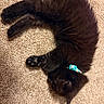 cat, black_cat, sleeping, curled_up, pet, feline, collar, blue_collar, indoor, carpet, cozy, resting, fur, animal, paw, cute, domestic_cat, quiet, relaxed, close_up