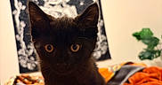 Trax joined the competition — help win amazing prizes! black_kitten, cat, pet, orange_blanket, blanket, tapestry, wall_art, skeleton_art, crescent_moon, indoor, cozy, curious, cute, feline, animal, soft_texture, bedroom, decor, orange, black