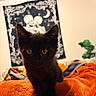 black_kitten, cat, pet, orange_blanket, blanket, tapestry, wall_art, skeleton_art, crescent_moon, indoor, cozy, curious, cute, feline, animal, soft_texture, bedroom, decor, orange, black