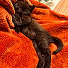 Trax is registered to the contest to win money with this photo: black_kitten, cat, pet, animal, feline, fur, cozy, blanket, orange_blanket, indoor, cute, relaxed, resting, small_animal, playful, whiskers, tail, paw, soft_texture, warm