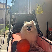 Cosita is registered to the contest to win money with this photo: dog, pomeranian, stroller, ball, indoor, sunlight, plush_toy, pikachu, pet, cute, smiling, fluffy, happy, blanket, toy, home, open_door, shadow, wall, floor