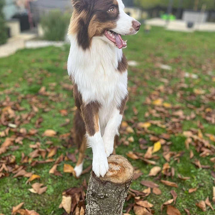Simba a rejoint le concours — aidez-le/la à gagner de superbes lots ! alert, animal, brown_and_white, canine, daylight, dog, ears, fur, grass, happy, leaves, nature, outdoor, pet, playful, side_view, tongue, tongue_out, tree_stump, yard