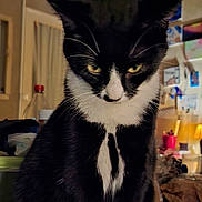 Bounty a rejoint le concours — aidez-le/la à gagner de superbes lots ! cat, black_and_white, sitting, table, indoor, fur, whiskers, ears, paws, eyes, pet, mammal, animal, domestic, feline, curious, close_up, household, background, room