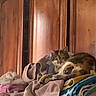 Jack N Jill joined the competition — help win amazing prizes! cat, towels, blankets, wooden_cabinet, furniture, indoor, pet, animal, resting, cozy, pile, folded, multicolor, fur, relaxing, domestic, home, stack, soft, warm